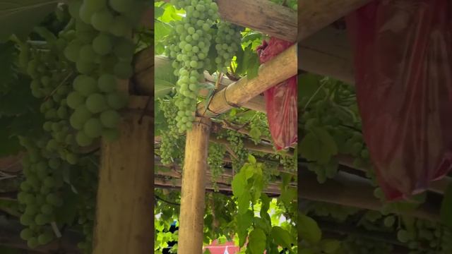 Green grapes 🍇 #viral #shortvideo #sindhu #srmc #greengrape #song #music #bollywood #hindisong
