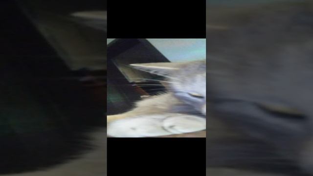 VID_20241227_223908.mp4