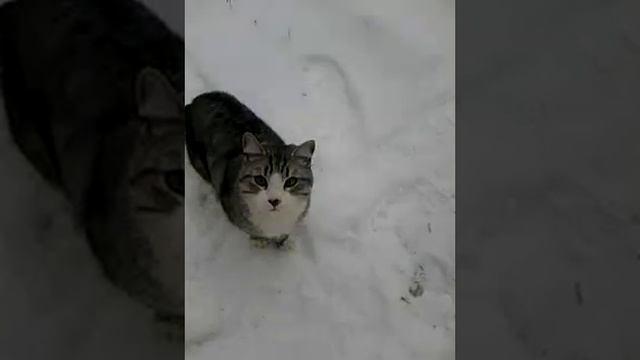 английский поцелуй кота Барсика кто хочет любви. Quite Clear English kisscat 。大家雪豹貓吻想吧？猫キス#kiss