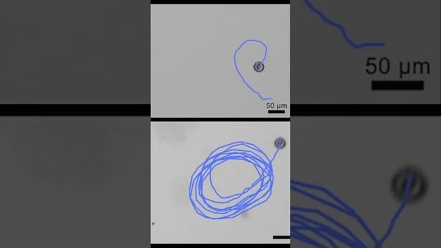 Микро-роботы доставляют лекарства внутри тела