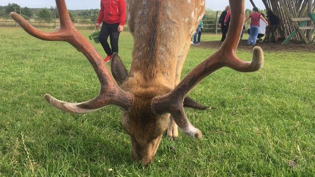 Вожак стада оленей