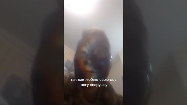 кот смешное видео