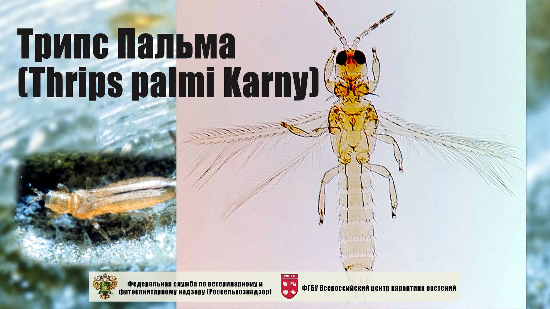 Трипc Пальма (Thrips palmi Karny)