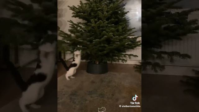 Новогодние котики