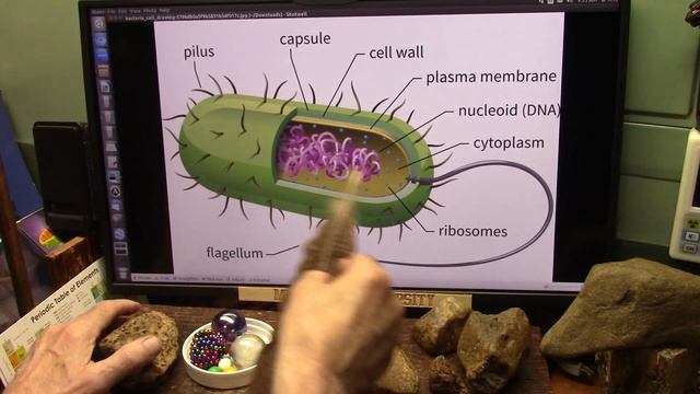 Bacteria and Enzymes are the "Living Societies" That COMPLETELY Control Life and Death in Biology