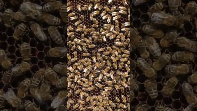 Две матки на одном соте. Тихая смена матки искусственным образом.