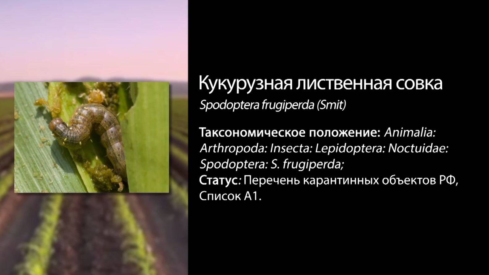 Кукурузная лиственная совка (Spodoptera frugiperda (Smit))