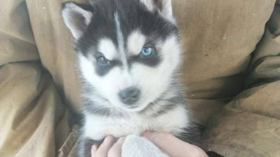 Обзор на хвостики😘☺️🐈⬛🐕🐾