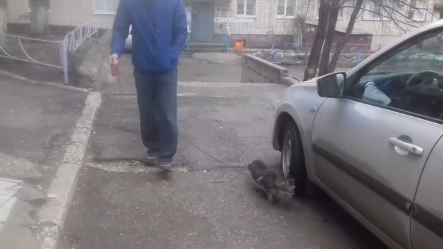 #котэ как собака гуляет на поводке и подходит,когда зовут.cat like a dog walking on a leash