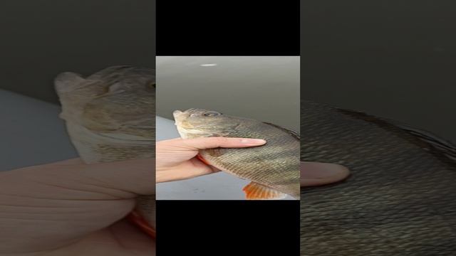 Крупный окунь
