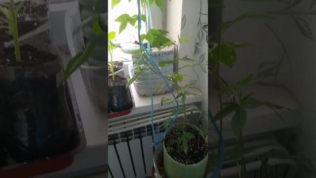 Маракуйя и др экзотика, опыт выращивания на 08.04.23