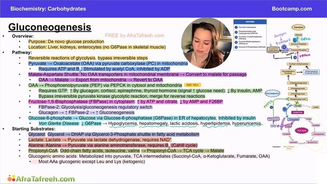 Gluconeogenesis Starting Substrates atf