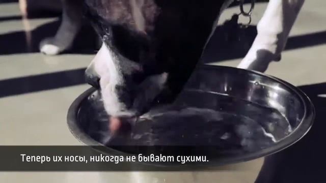 Знаменитый актер об ионизаторе TYENT