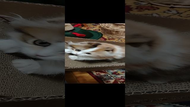 1000077278.mp4