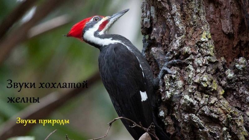 Звуки хохлатой желны. Звуки природы