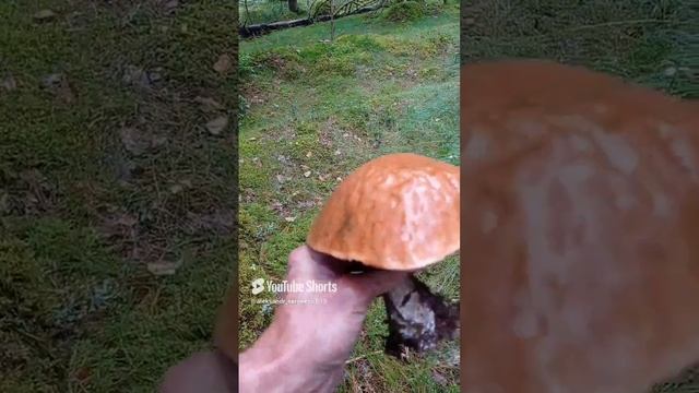 Вот такой гриб мы нашли с собачкой)