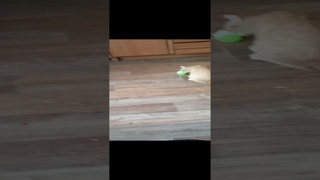 1000003466.mp4