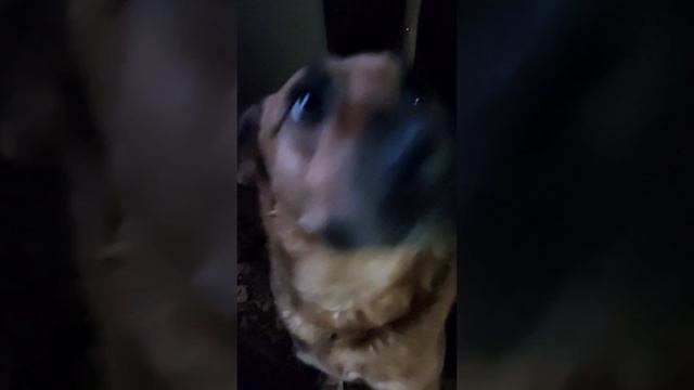Мы в ответе за тех, кого приручили.