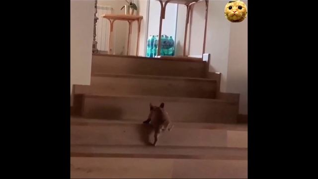 Милые собачки