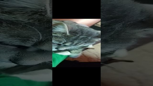 VID_20241224_143406.mp4