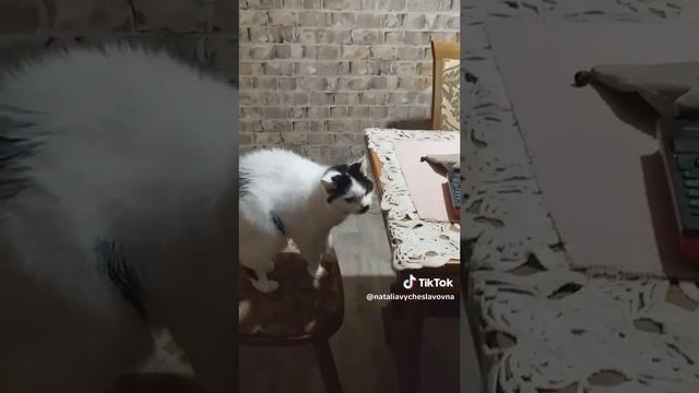 Любознательная Вася...)))