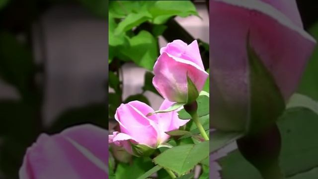 Розовые розы. Дмитрий Шлапак