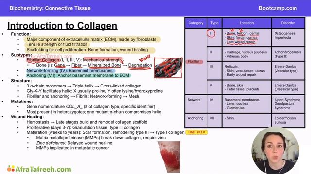 Collagen Types atf