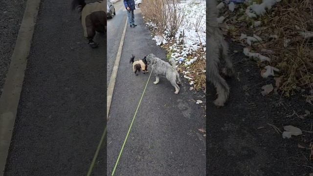 Пушистая встреча собак на прогулке