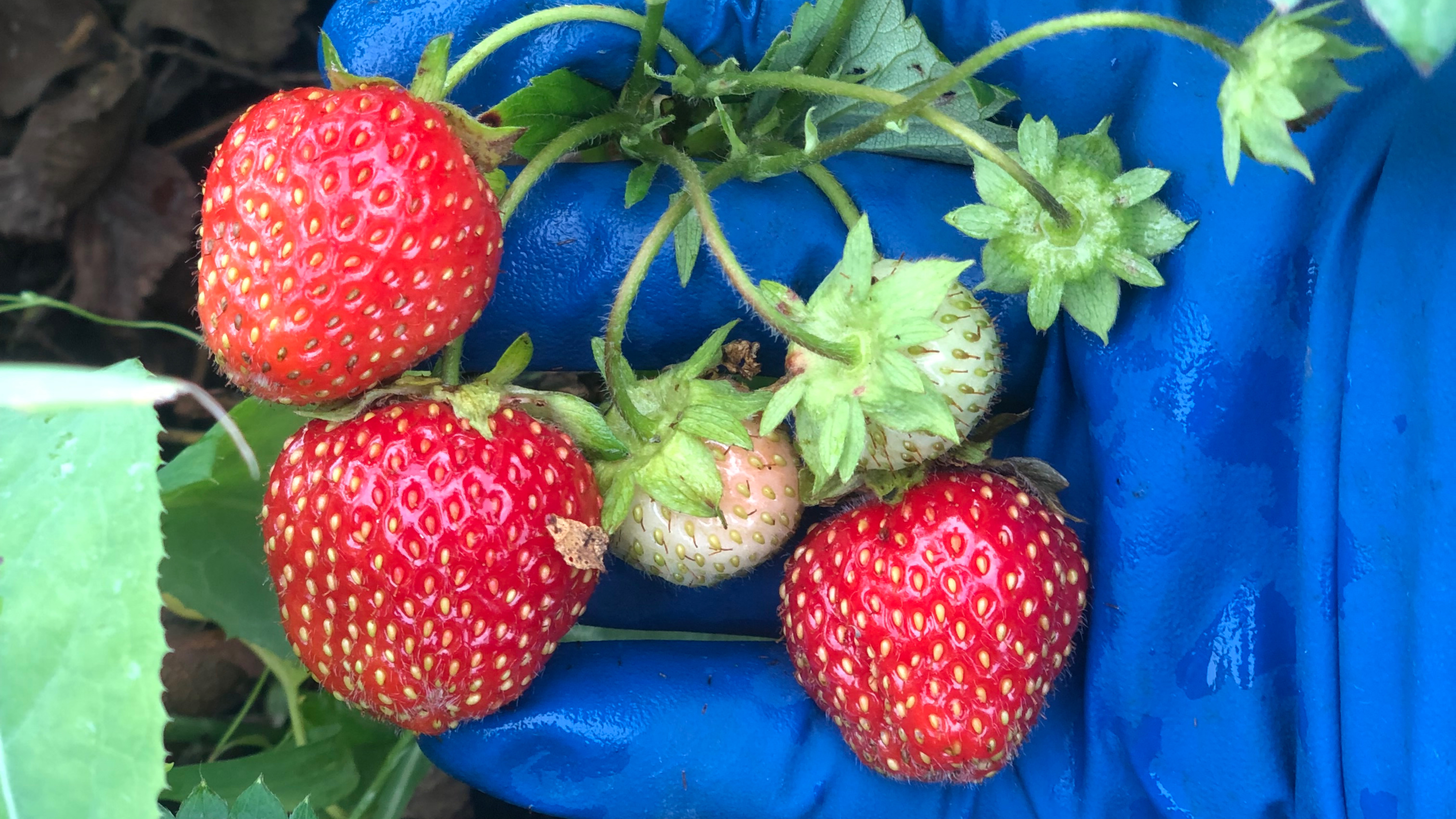 Цветение земляники🍓садовой