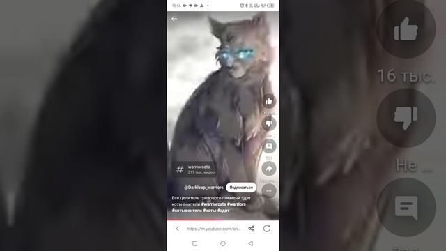 коты коты-Воители