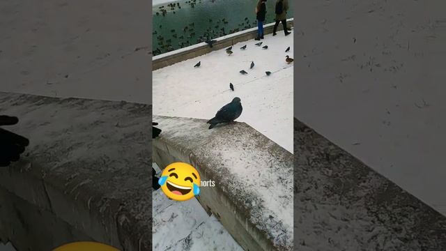 Принцессы пукают бабочками 😂