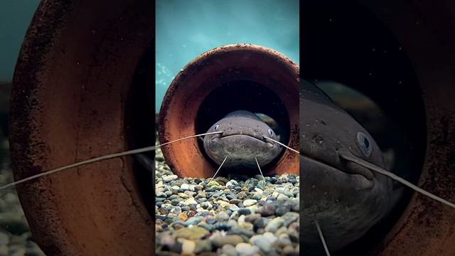 Обыкновенный сом