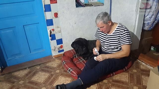 #118 Cane Corso Italiano my dog. Кане Корсо  - наши будни, наша жизнь.