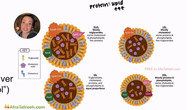 Introduction to Lipid Transport Proteins and Enzymes Lipoproteins atf