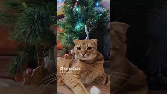 новогодний кот