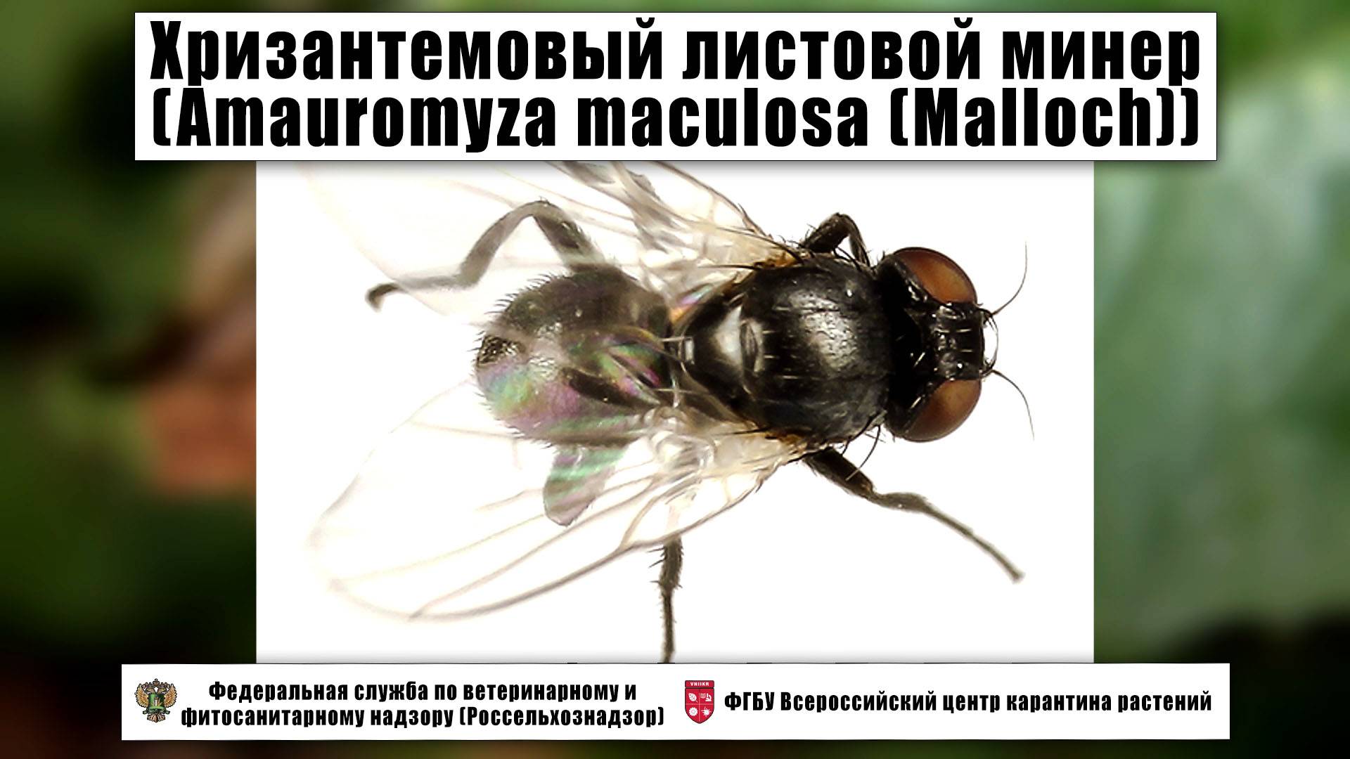 Хризантемовый листовой минер (Amauromyza maculosa (Malloch))