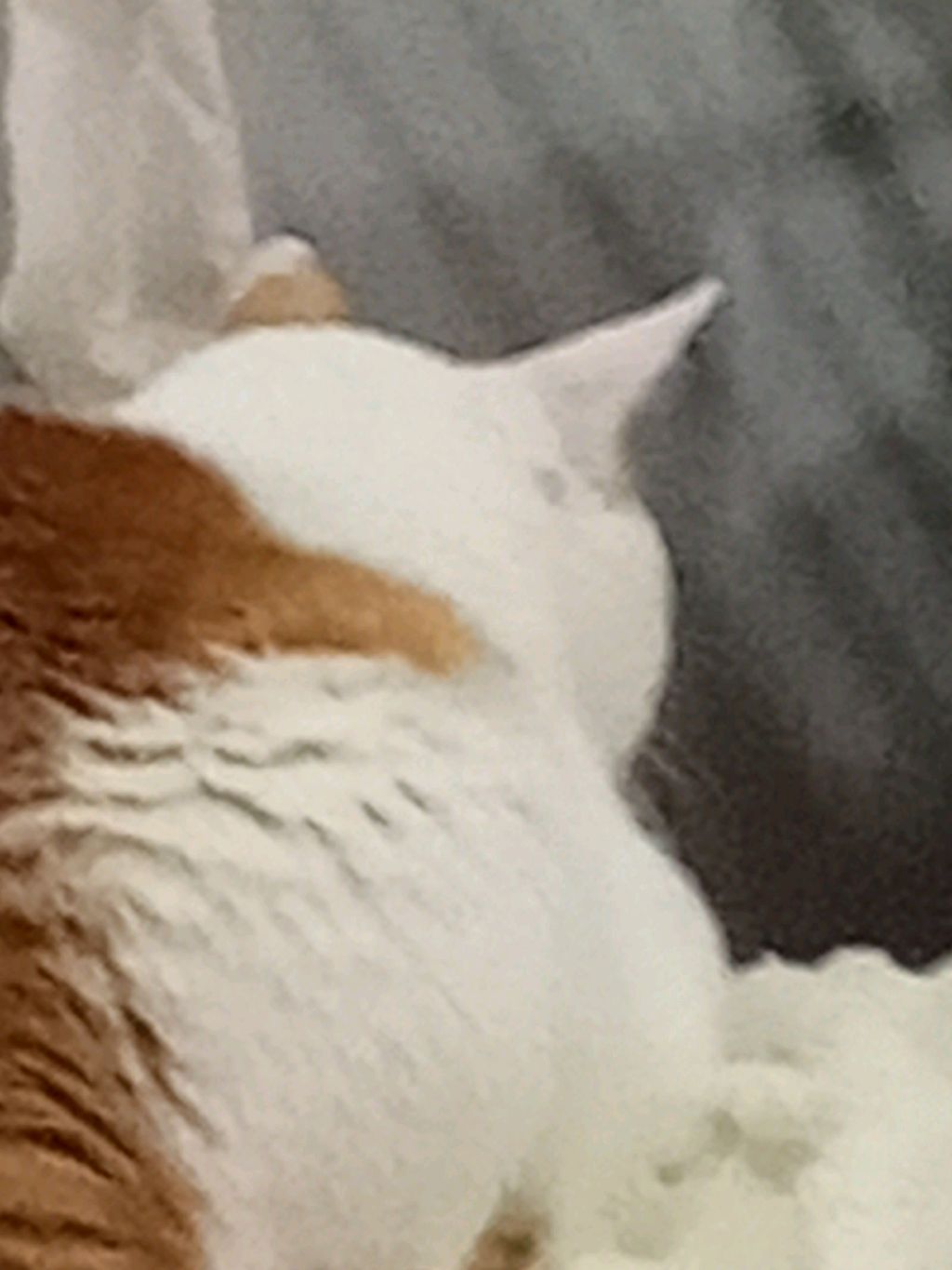 котик мяу-мяу