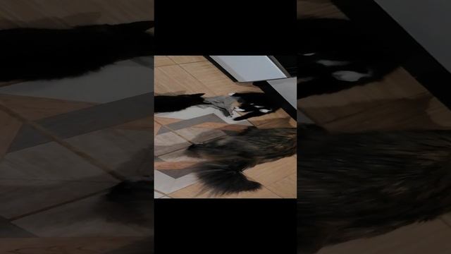 VID_20241226_213038