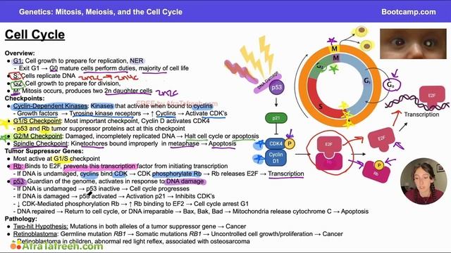 Mitosis, Meiosis, and the Cell Cycle-1. Cell Cycle atf