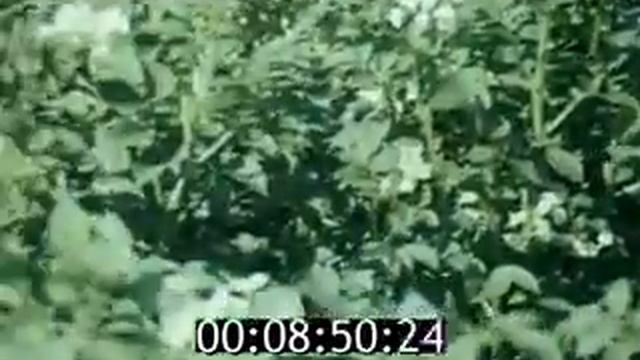Академик Вавилов Николай Иванович
