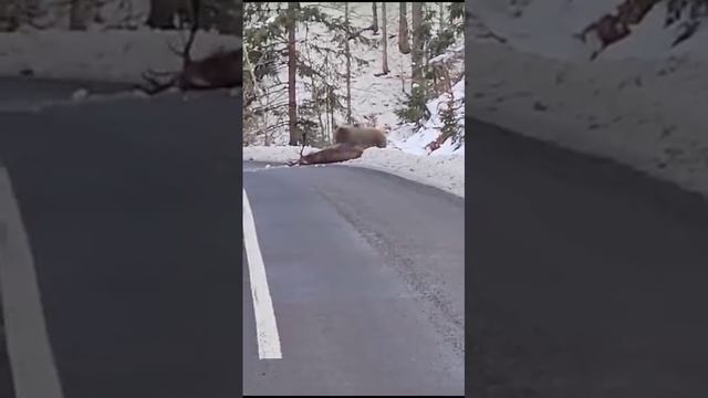 Медведь хавает оленя...😰😨 В Адыгее...