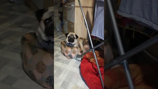 VID_20241227_201405_795.mp4