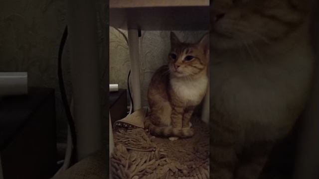 Рыжая кошечка Алиса