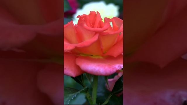 Оранжевая роза. Дмитрий Шлапак
