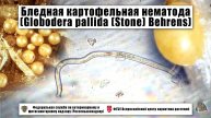 Бледная картофельная нематода (Globodera pallida (Stone) Behrens)