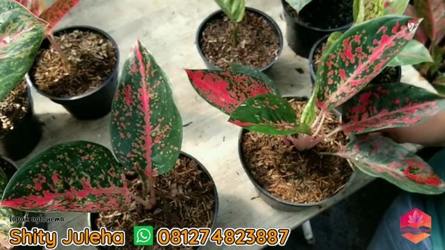 aglonema super star aglo cantik dibanderol murah | maneretana legacy hijau black krisna big papa dl