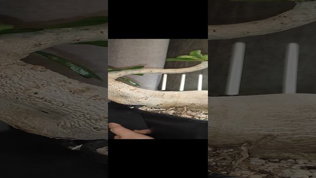 VID_20241227_173823