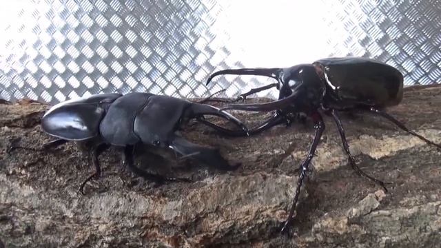.....Необычные жуки-олени, жуки-геркулесы, крутые факты про жуков жесткокрылых которые вы не знали.