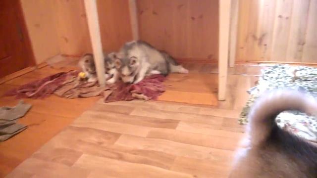 Щенки сибирской Хаски.