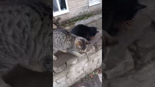 Появился во дворе 2 недели назад. Простой, ни чем не примечательный малыш.